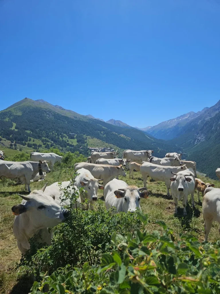 Coalvi: 2 luglio26 Giornata in Alpeggio Coalvi (6)